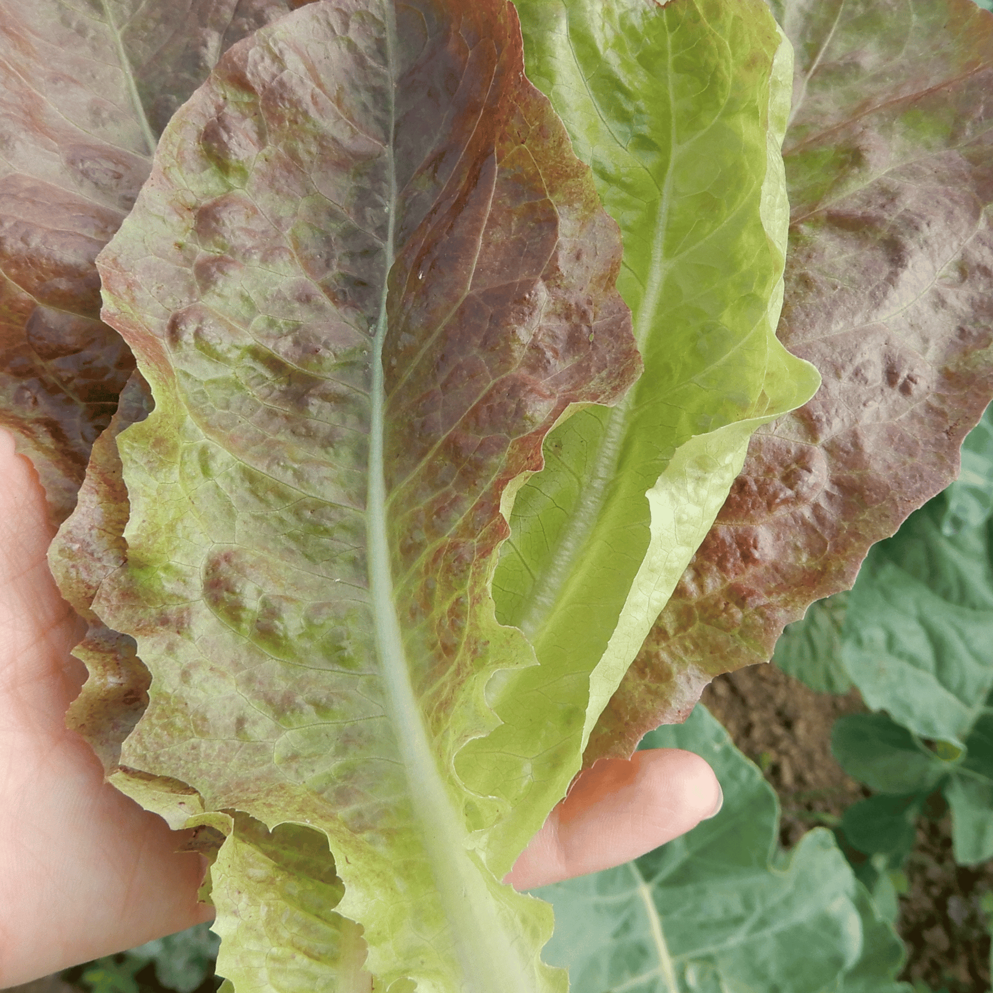 Grow your own salad