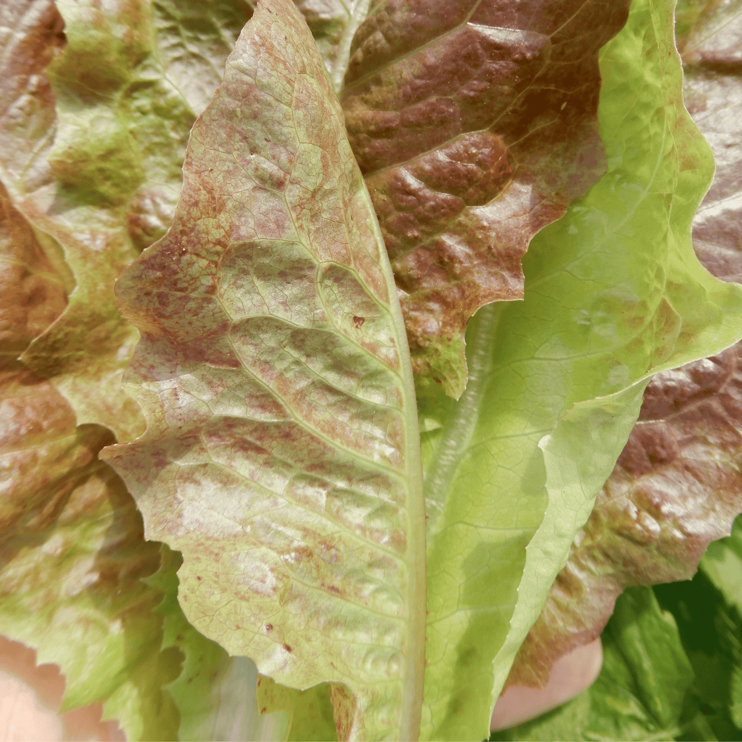 Red lettuce varieties