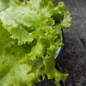 Organic lettuce seeds