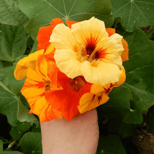 Nasturtium kaleidoscope mix