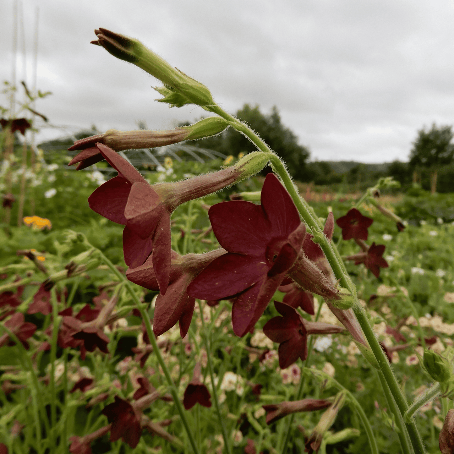 Nicotiana Bronze Queen seeds