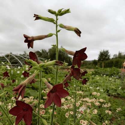 Cut flower seeds pollinator plant nicotiana