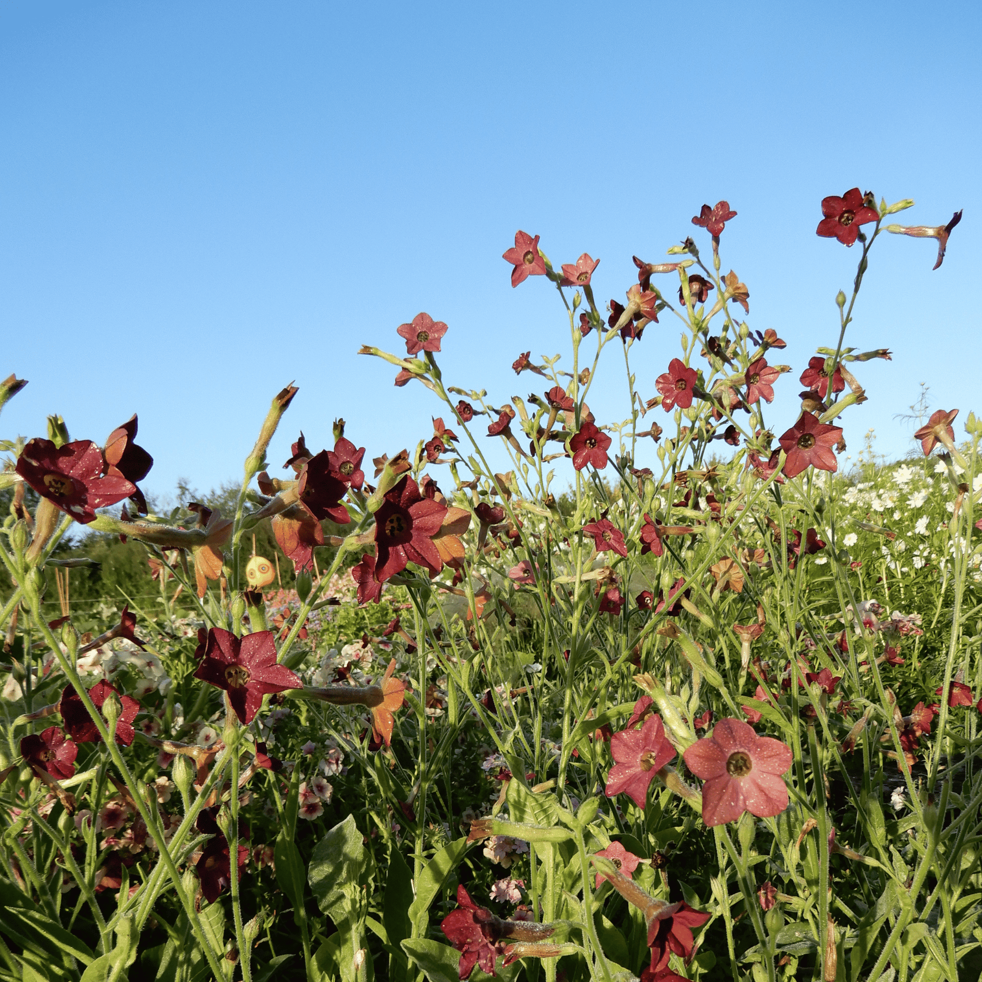 Insect friendly plants nicotiana