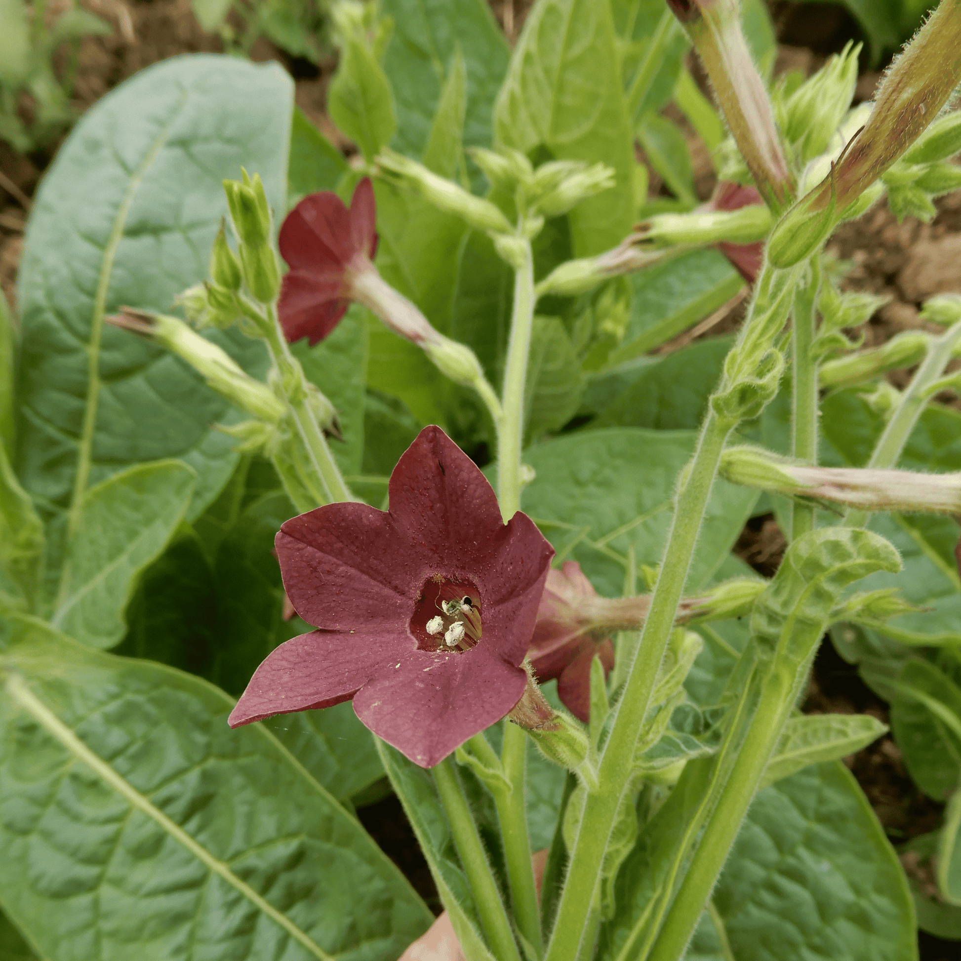 Grow your own nicotiana bronze queen