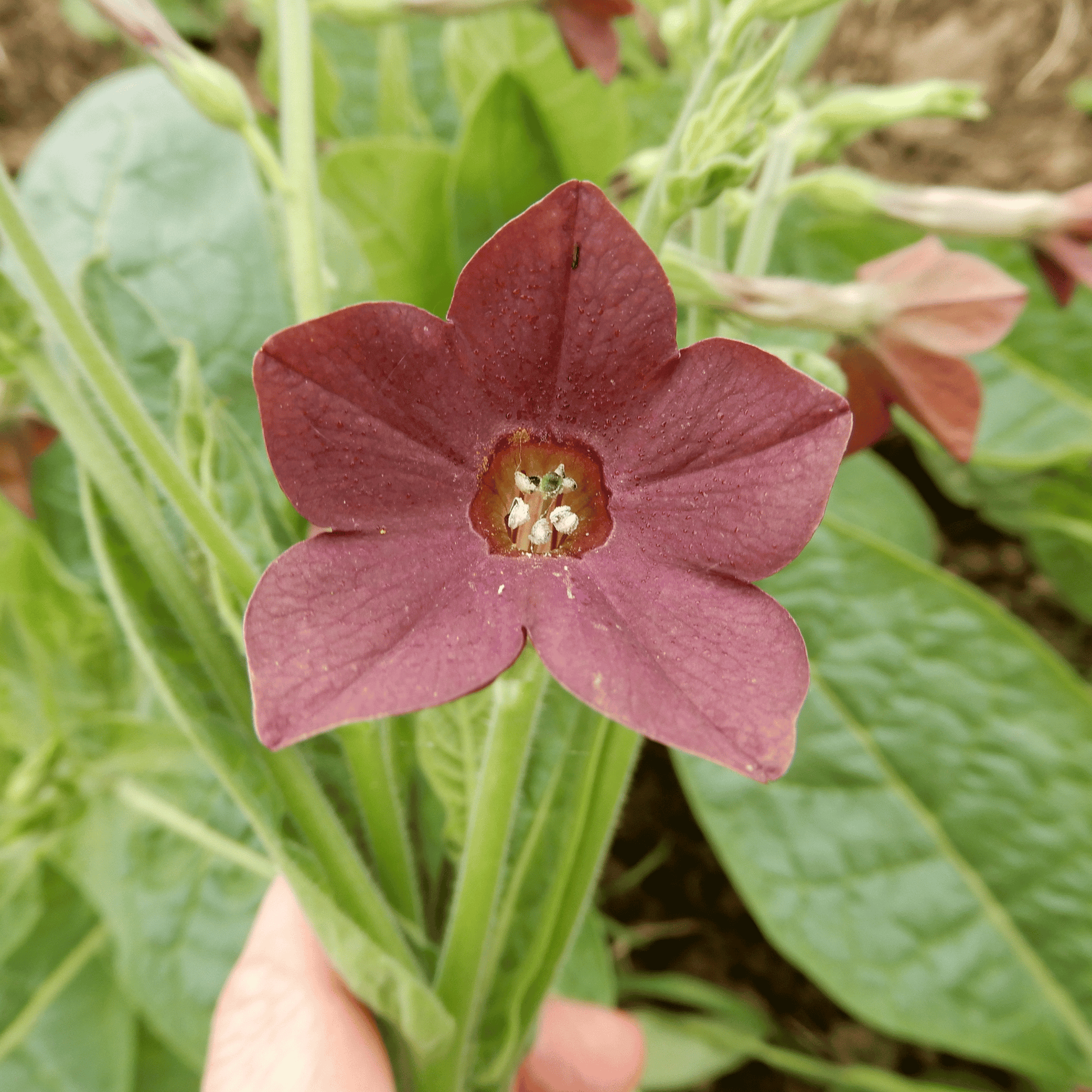 Moth pollinated nicotiana