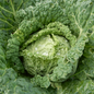 Cabbage 'Ormskirk' Savoy Type