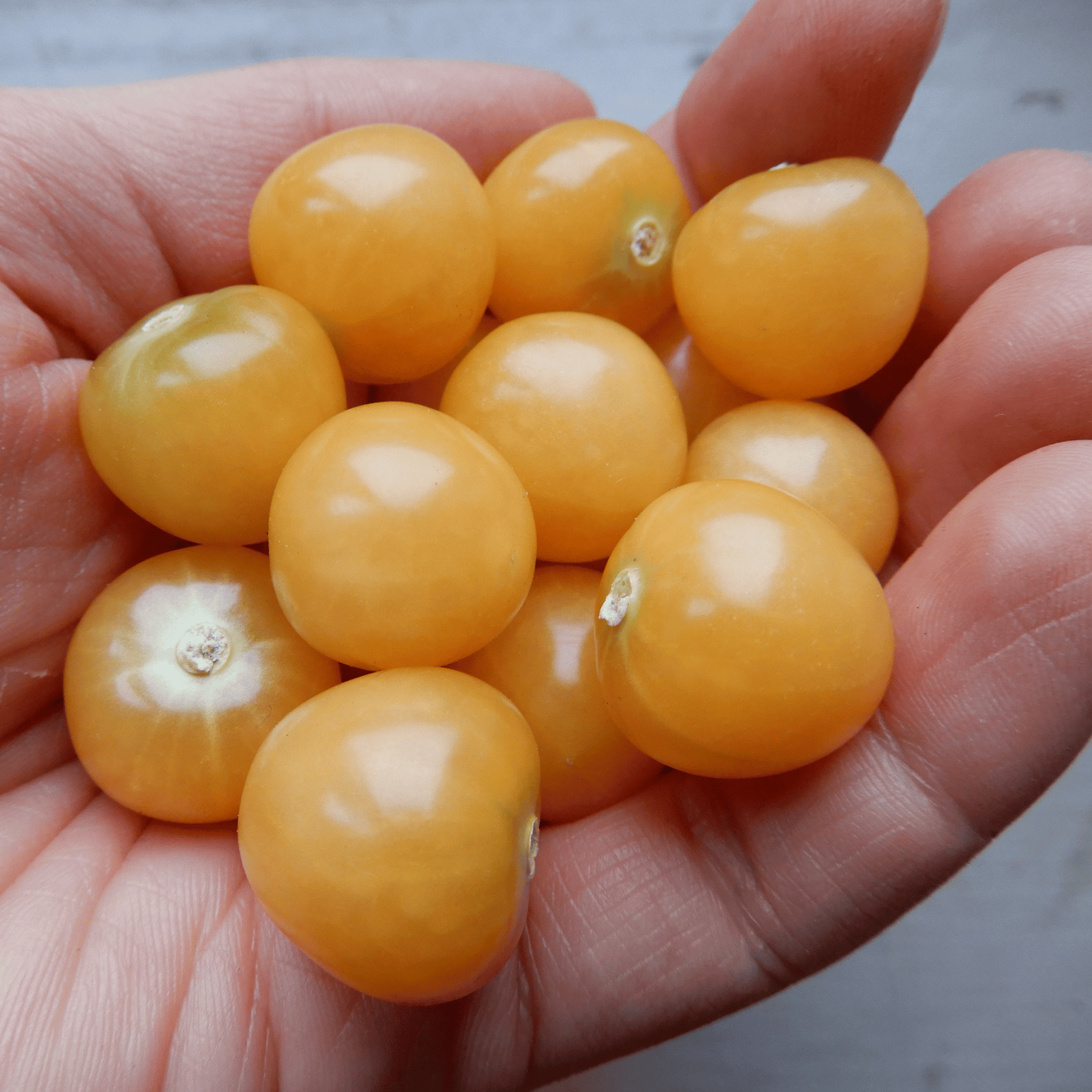 Cape gooseberry Marys Niagra