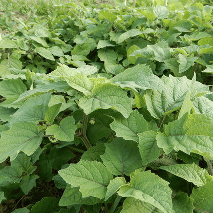 Physalis plants outdoors