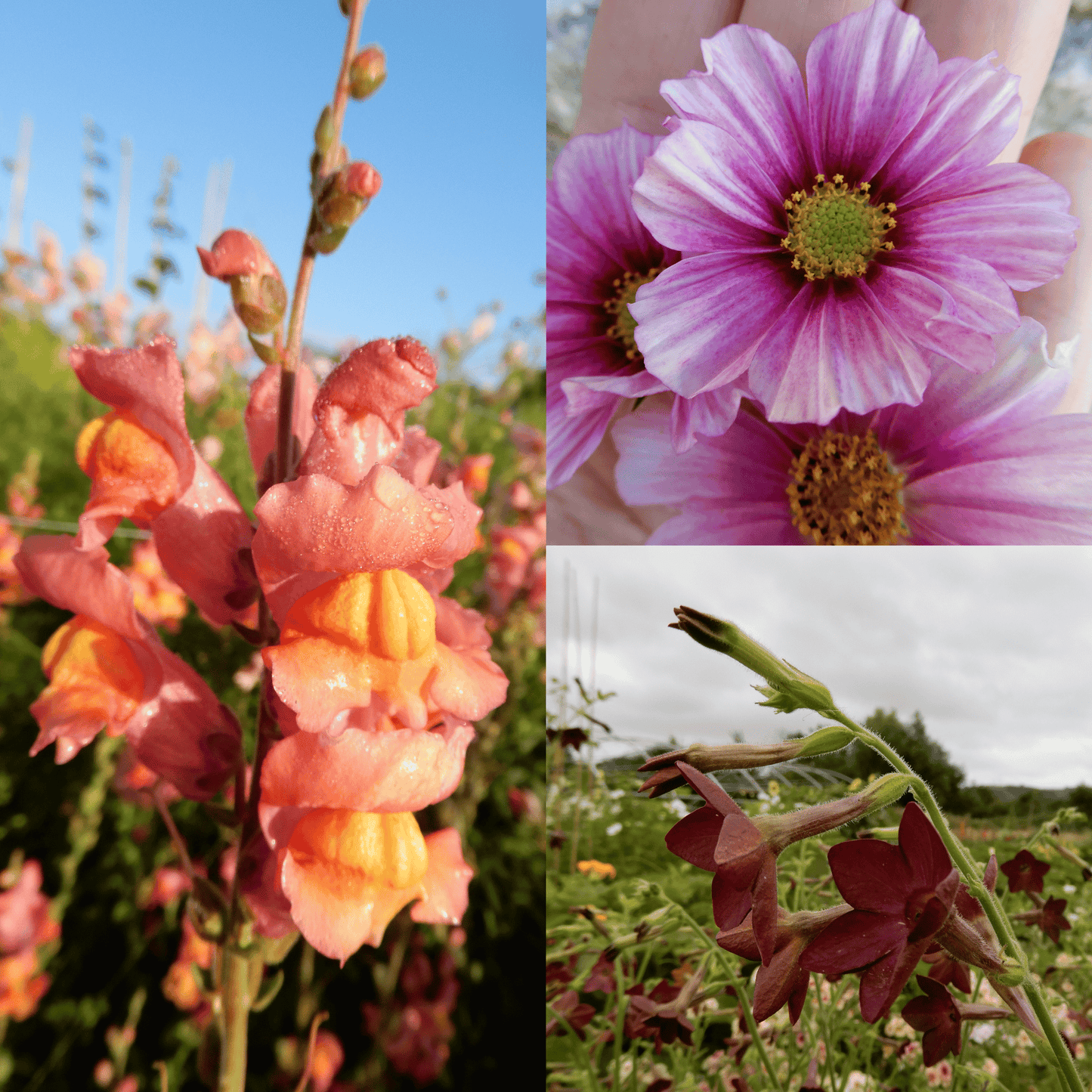 'Pollination for the Nation' Seed Collection