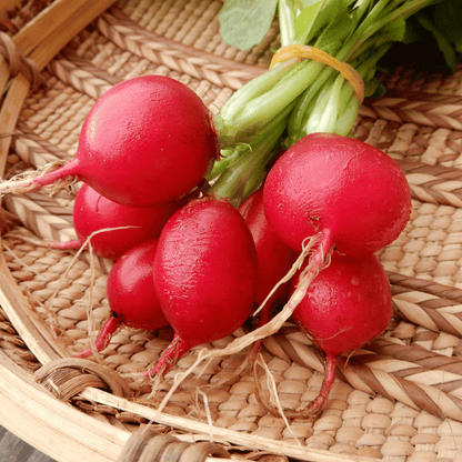 Spring Radish Saxa