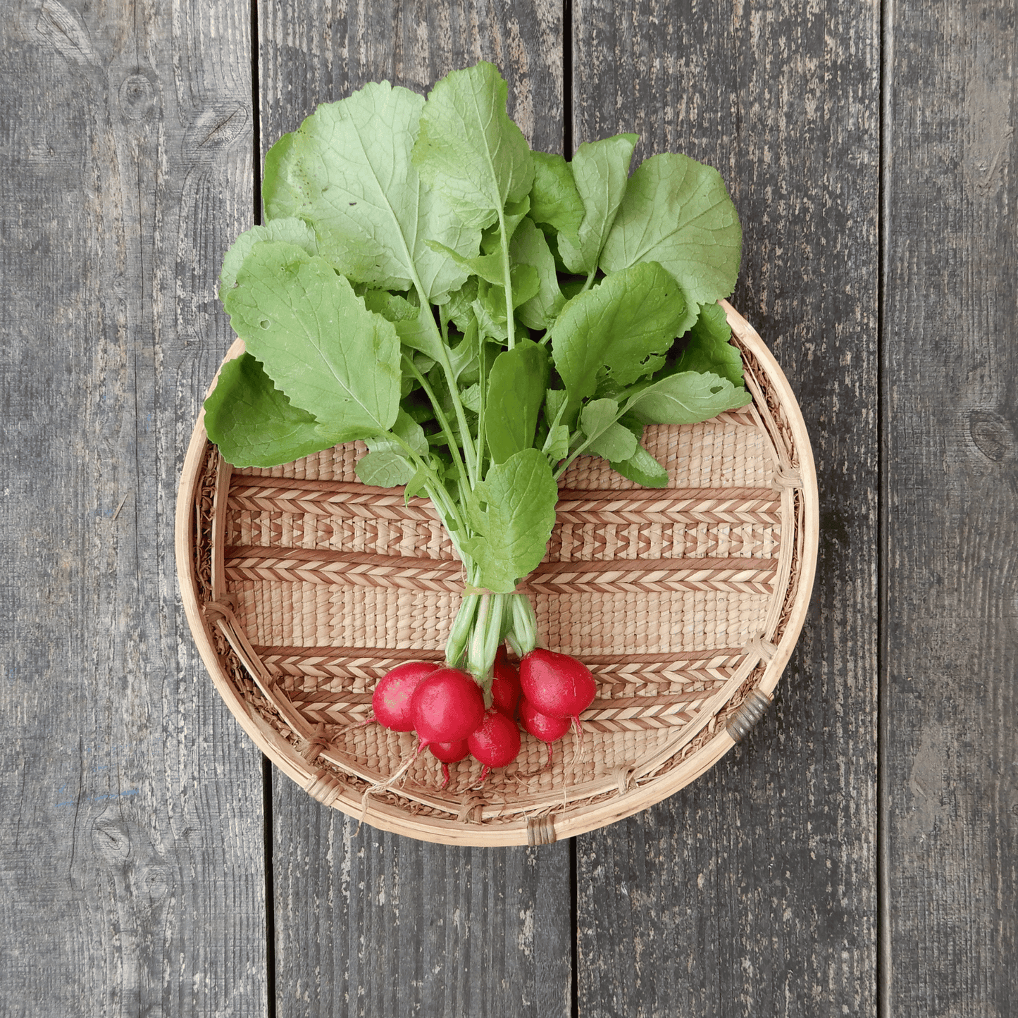 Grow your own saxa radish