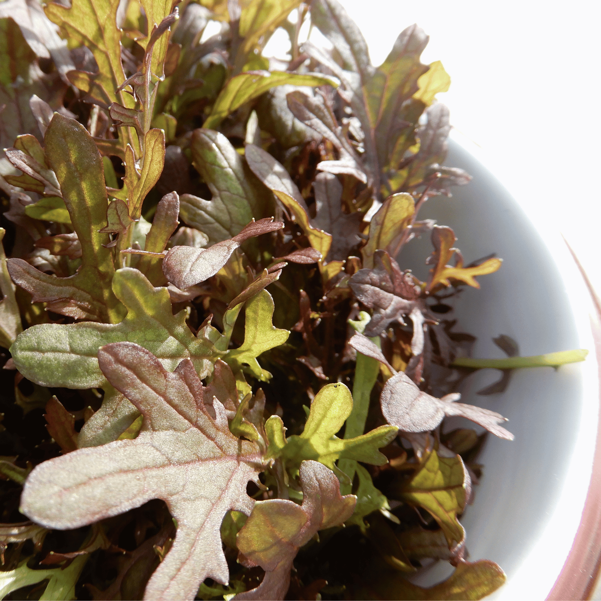 Grow your own winter salad