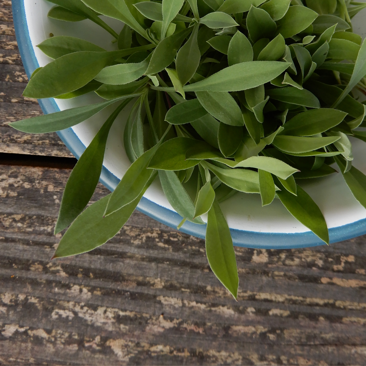 Salad leaf herb stridolo seeds