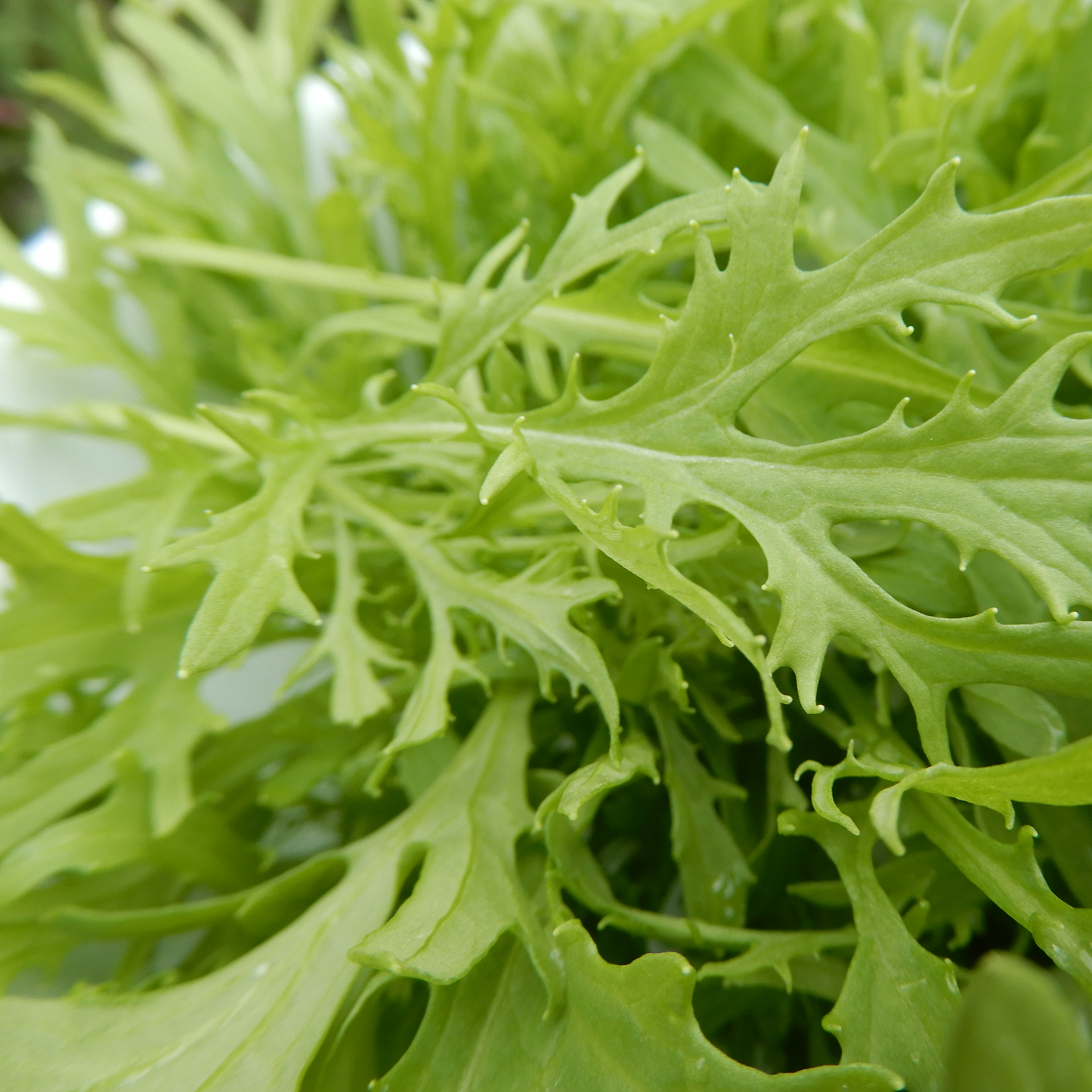 Asian Mustard Greens Seeds