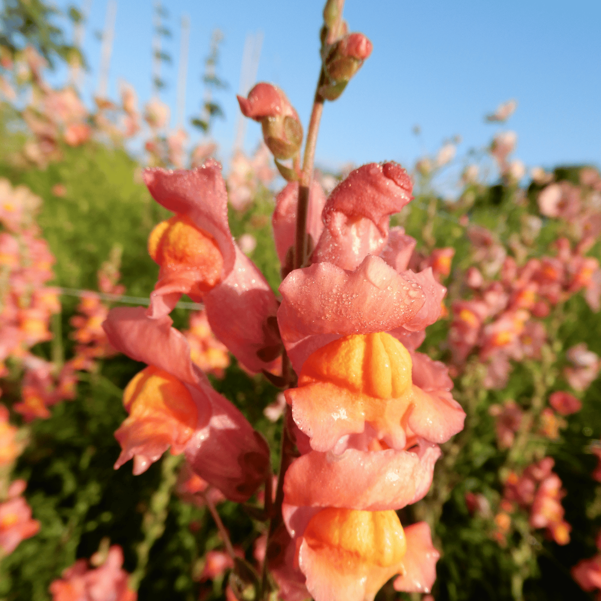 snapdragon orange wonder