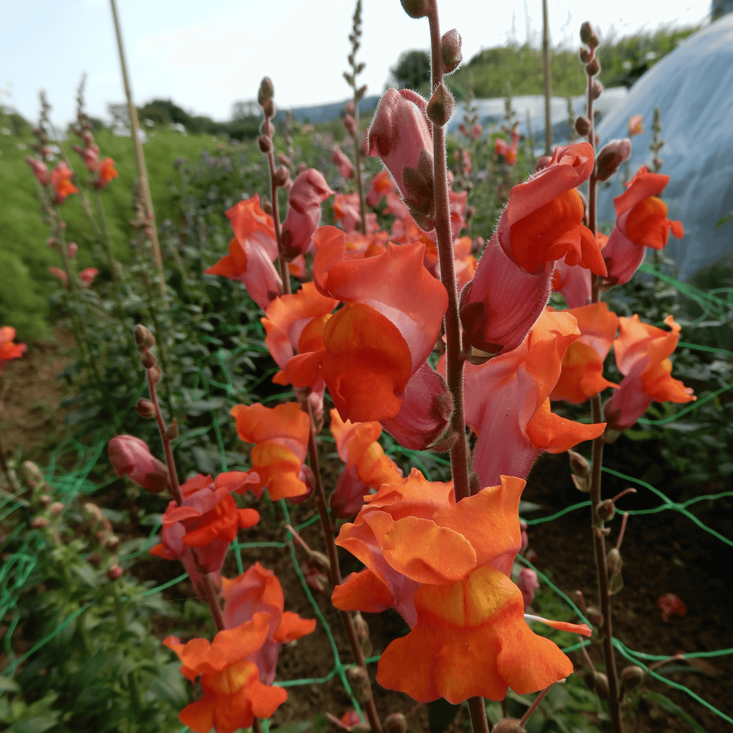 grow your own snapdragon orange wonder