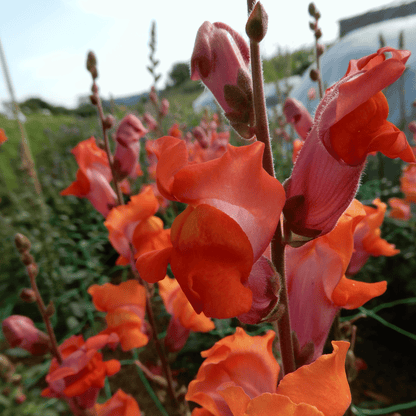 antirrhinum seeds orange wonder