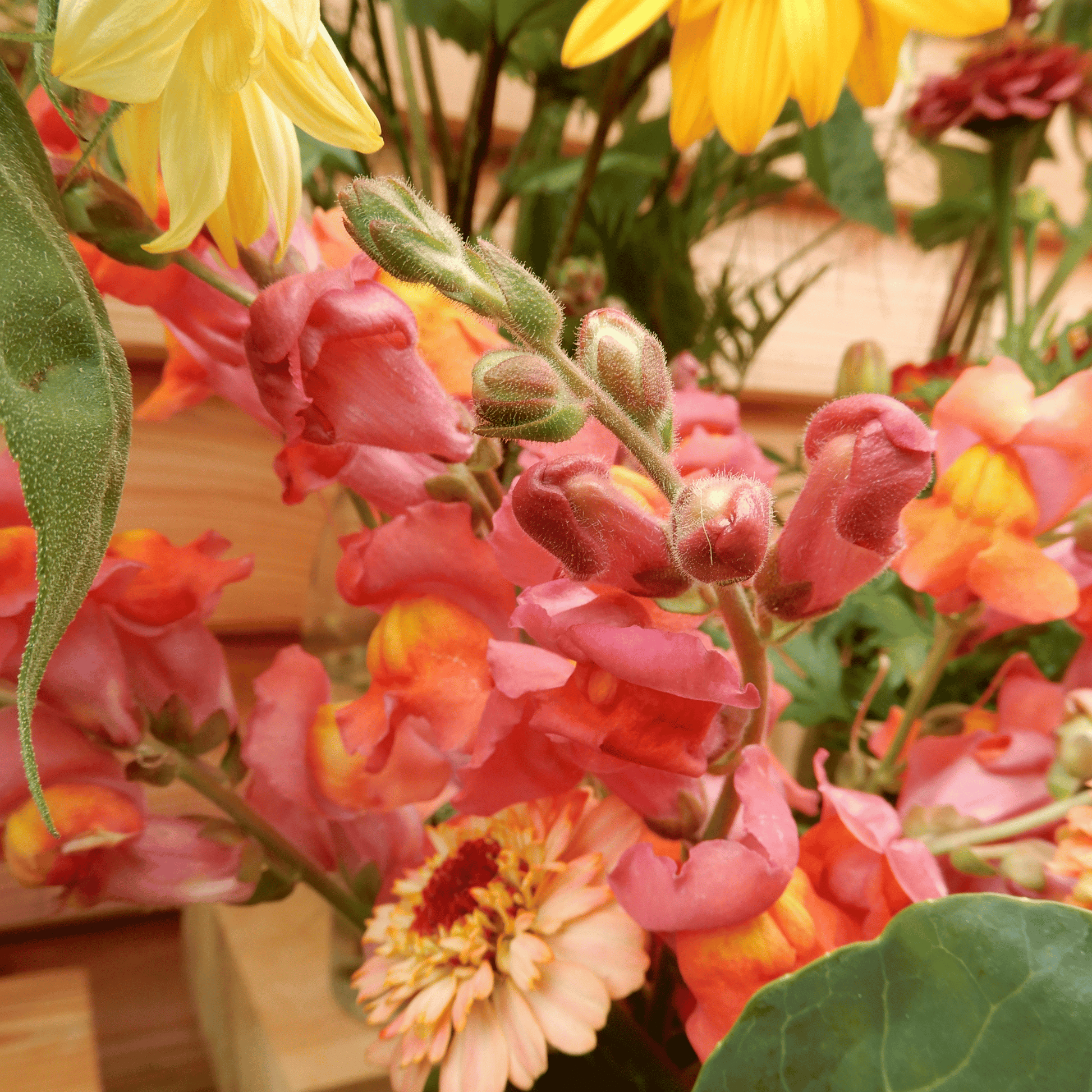 antirrhinum majus seeds orange wonder