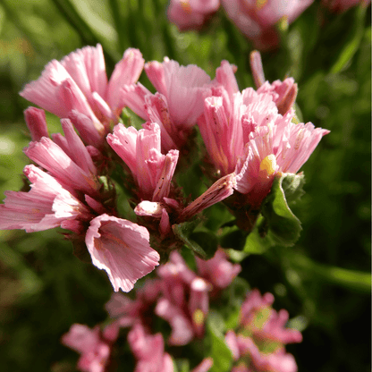 Apricot beauty statice seeds