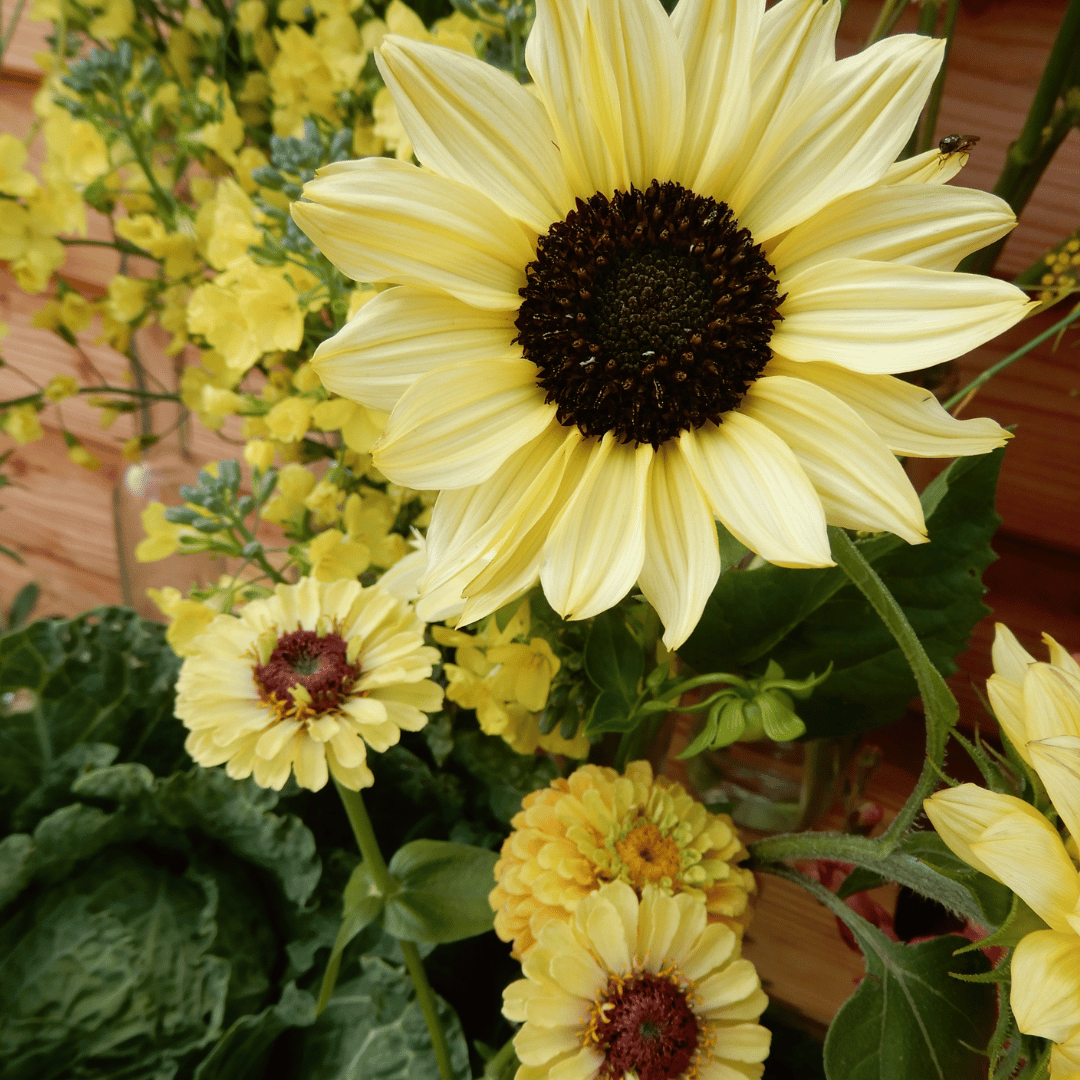 Grow your own sunflower valentine