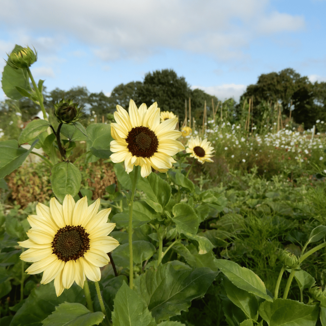 Flower garden sunflower valentine seeds