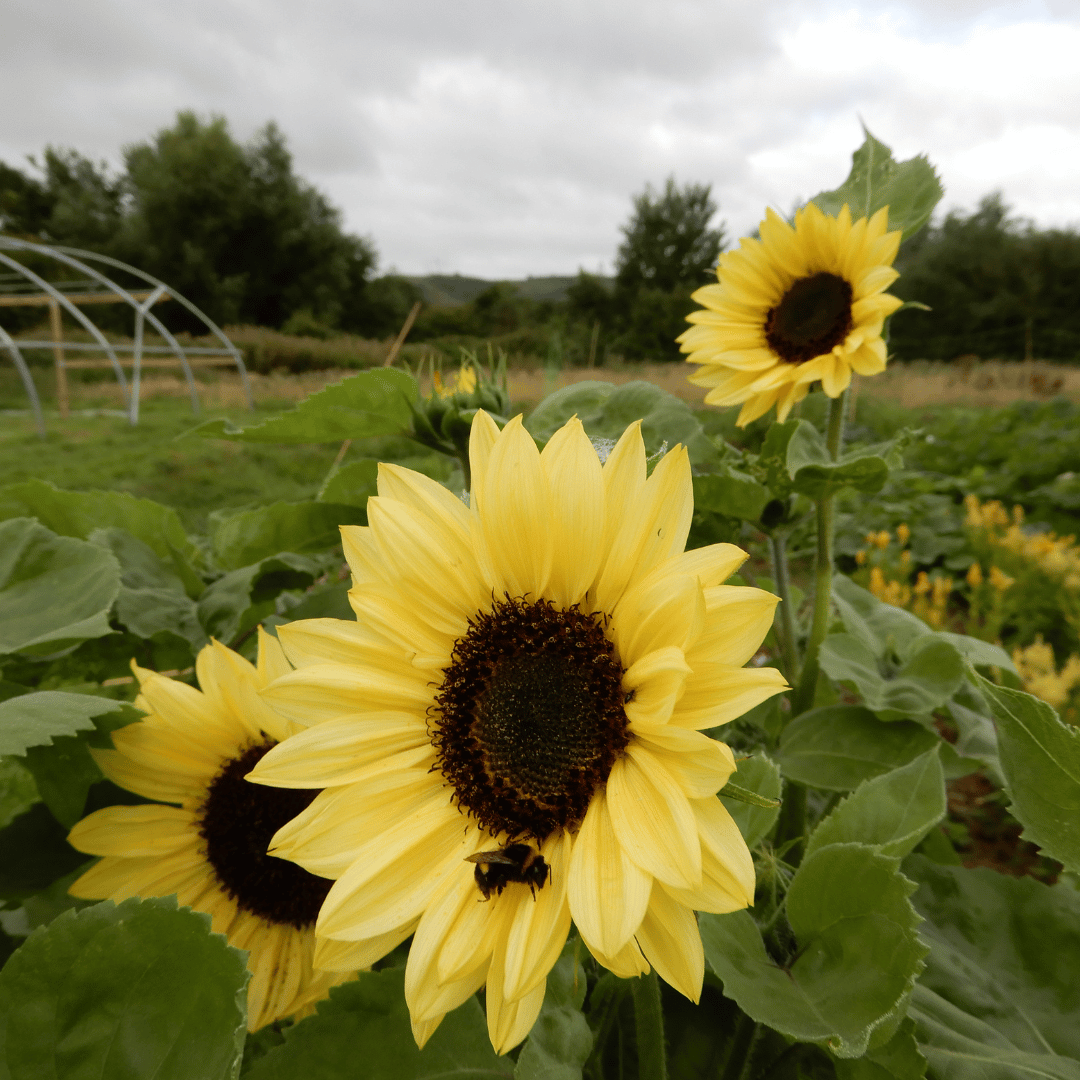 Sunflower valentine seeds dorset