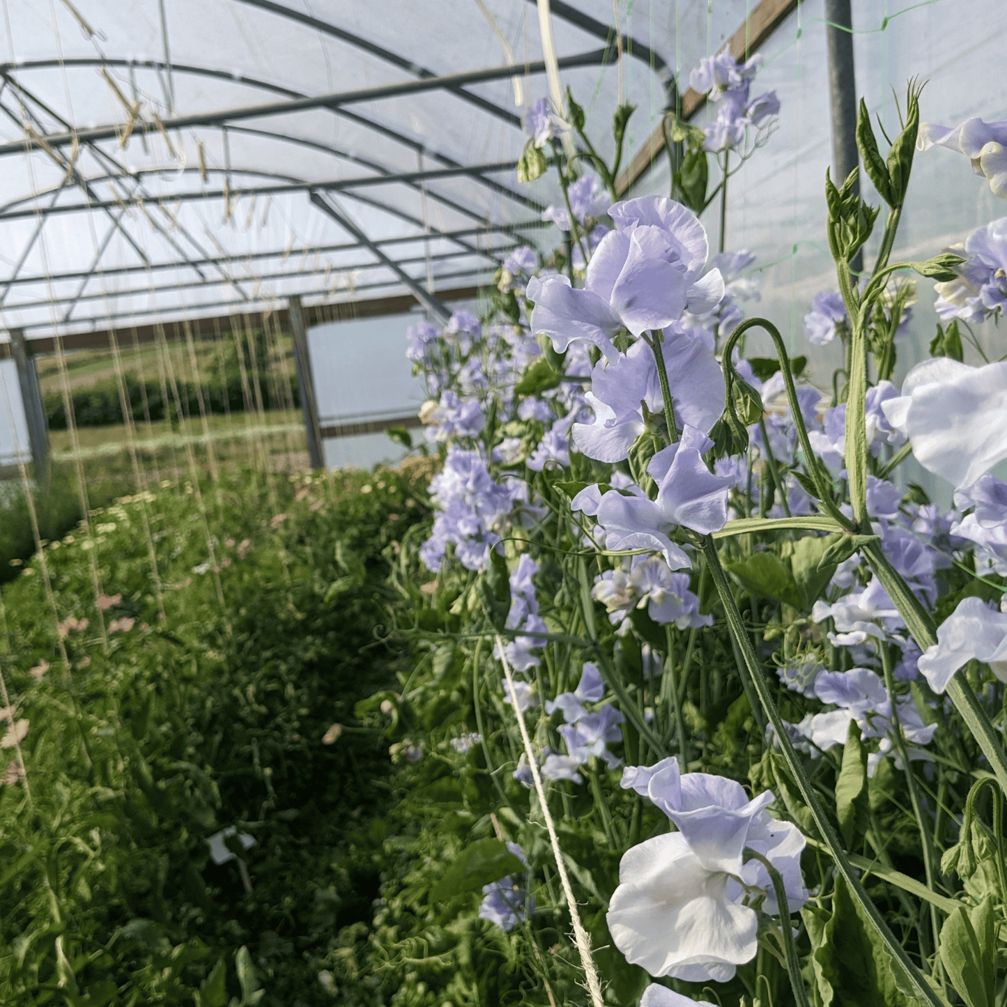 Grow your own sweet pea turquoise