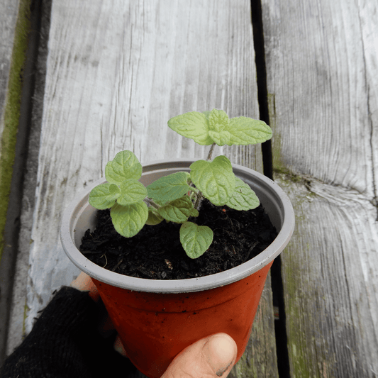 Syrian Oregano seeds Za'atar