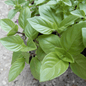 Grow your own  basil