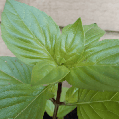 thai sweet basil seeds dorset