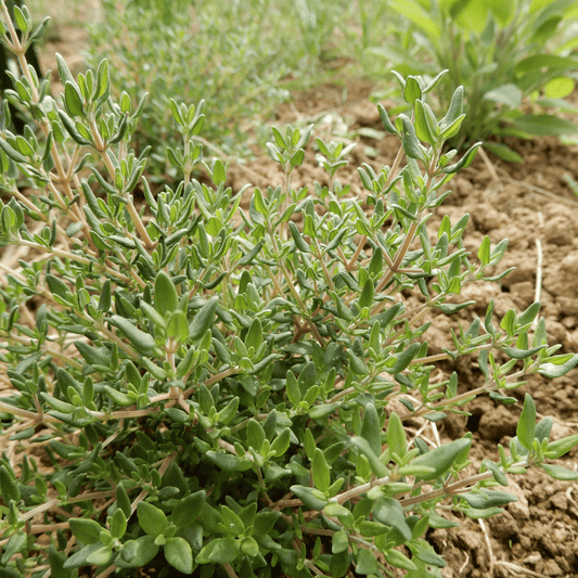 Grow your own herbs thyme