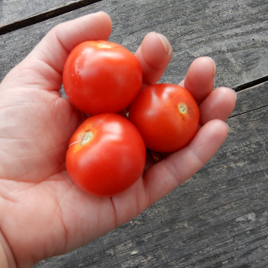 Outdoor heirloom tomato seeds Jani