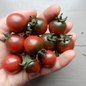 Grow your own cherry tomato rosella seeds