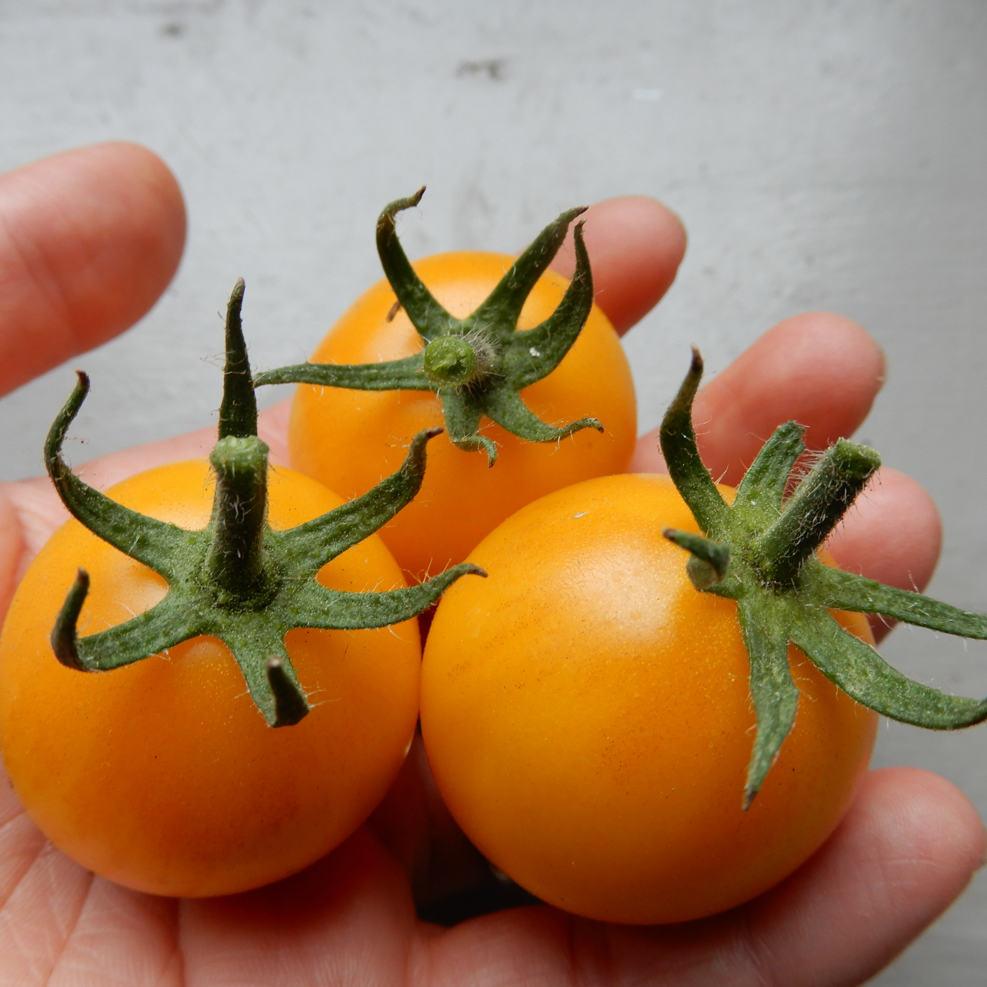 Tomato yellow perfection seeds