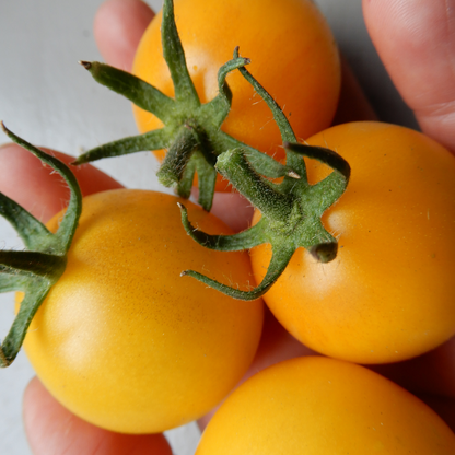 Grow your own tomato yellow perfection heirloom