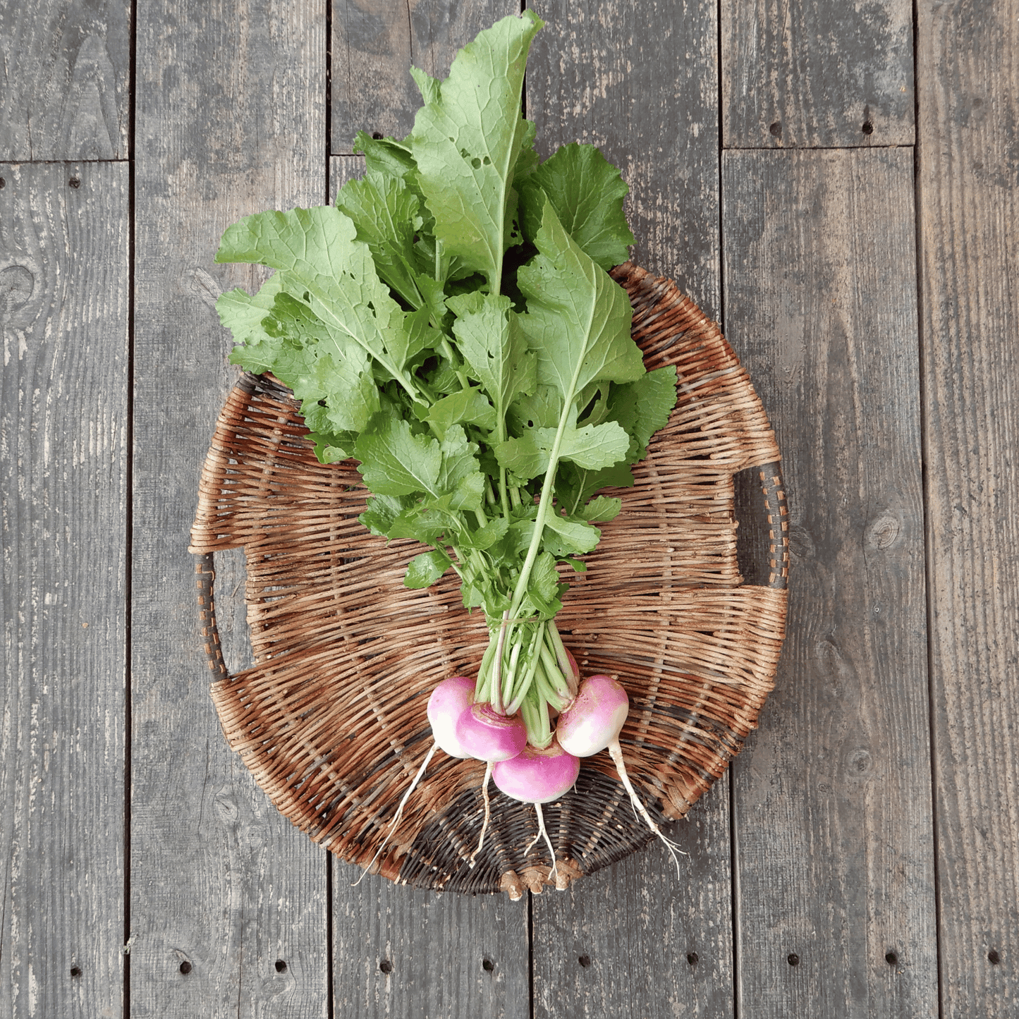 Grow your own turnips