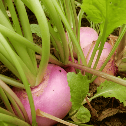 Kitchen garden turnip purple top milan