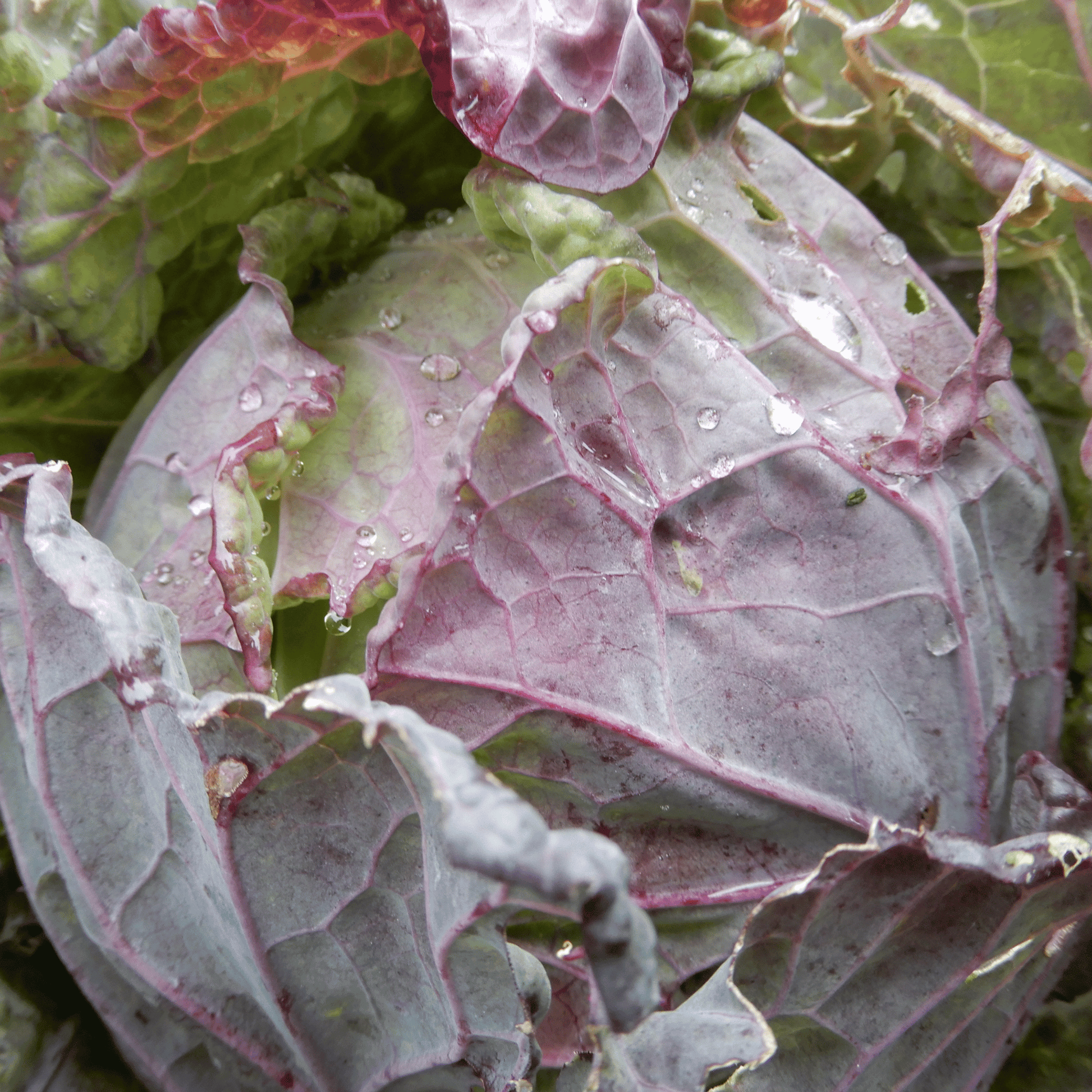 Italian heirloom cabbage violaceo di verona