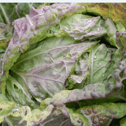 Heritage cabbage seeds violaceo di verona