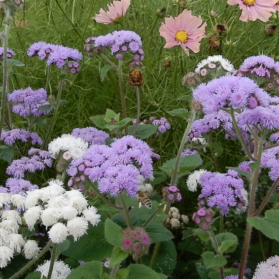 Plants for bees ageratum