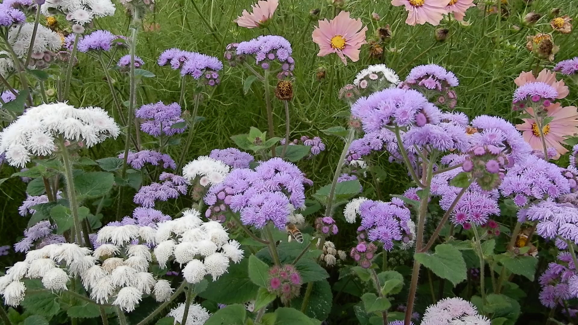 Plants for bees ageratum